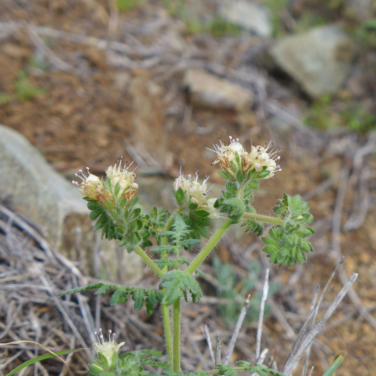 Phacelia distans habit