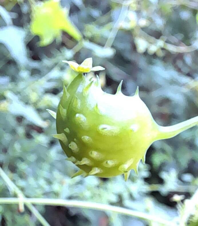 Cyclanthera tamnifolia fruit