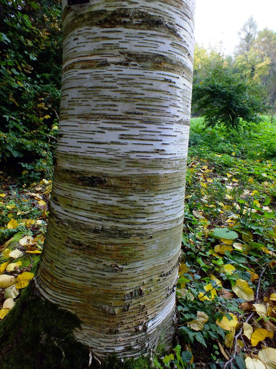 Betula maximowicziana bark