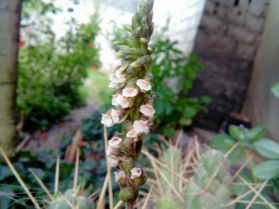 Aa achalensis flower
