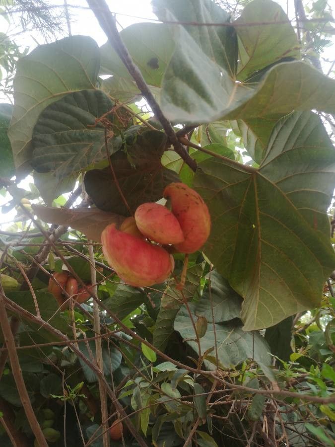 Cola cordifolia fruit