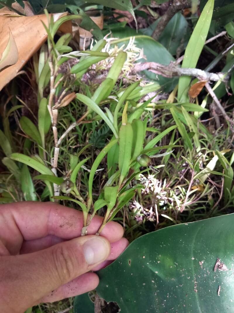 Jacquiniella globosa — houseplant care guide