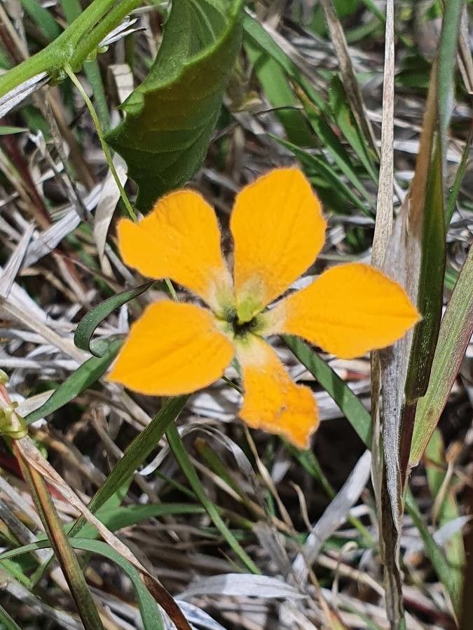 Momordica boivinii flower