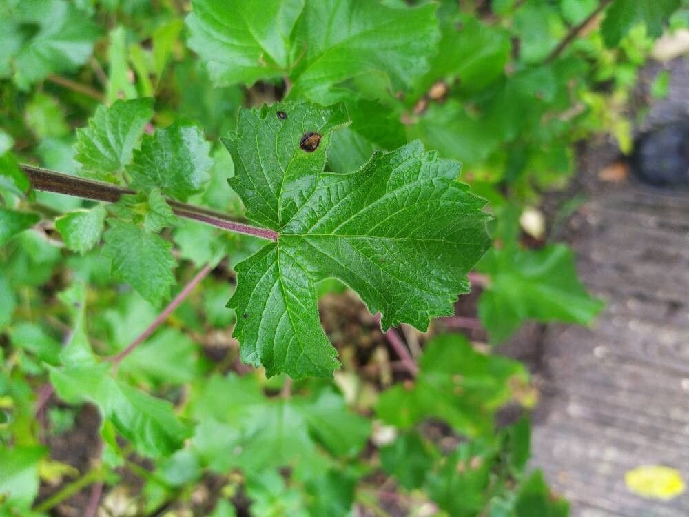 Sesamum trilobum — search result for 'Sesamum'