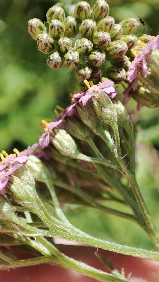 Achillea asiatica flower