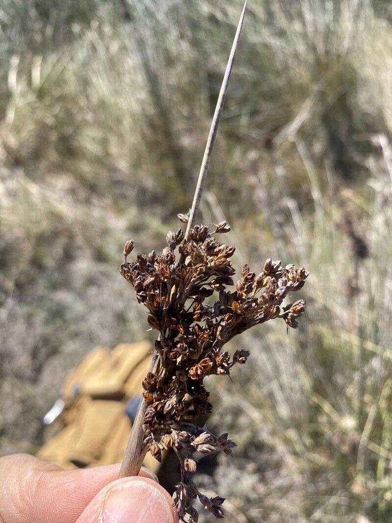 Juncus littoralis fruit