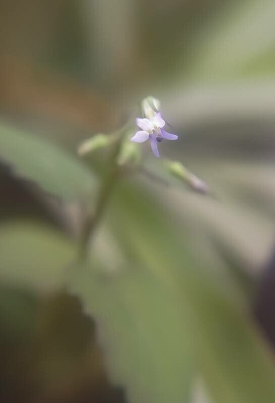 Lobelia longicaulis — search result for 'Lobelia'