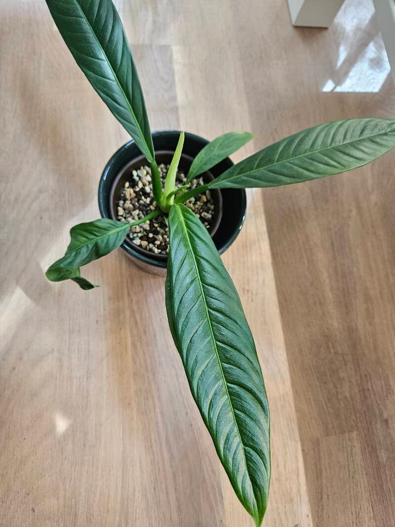 Philodendron campii — search result for 'Philodendron'