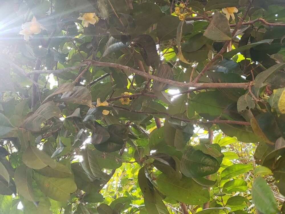 Eschweilera ovata flower