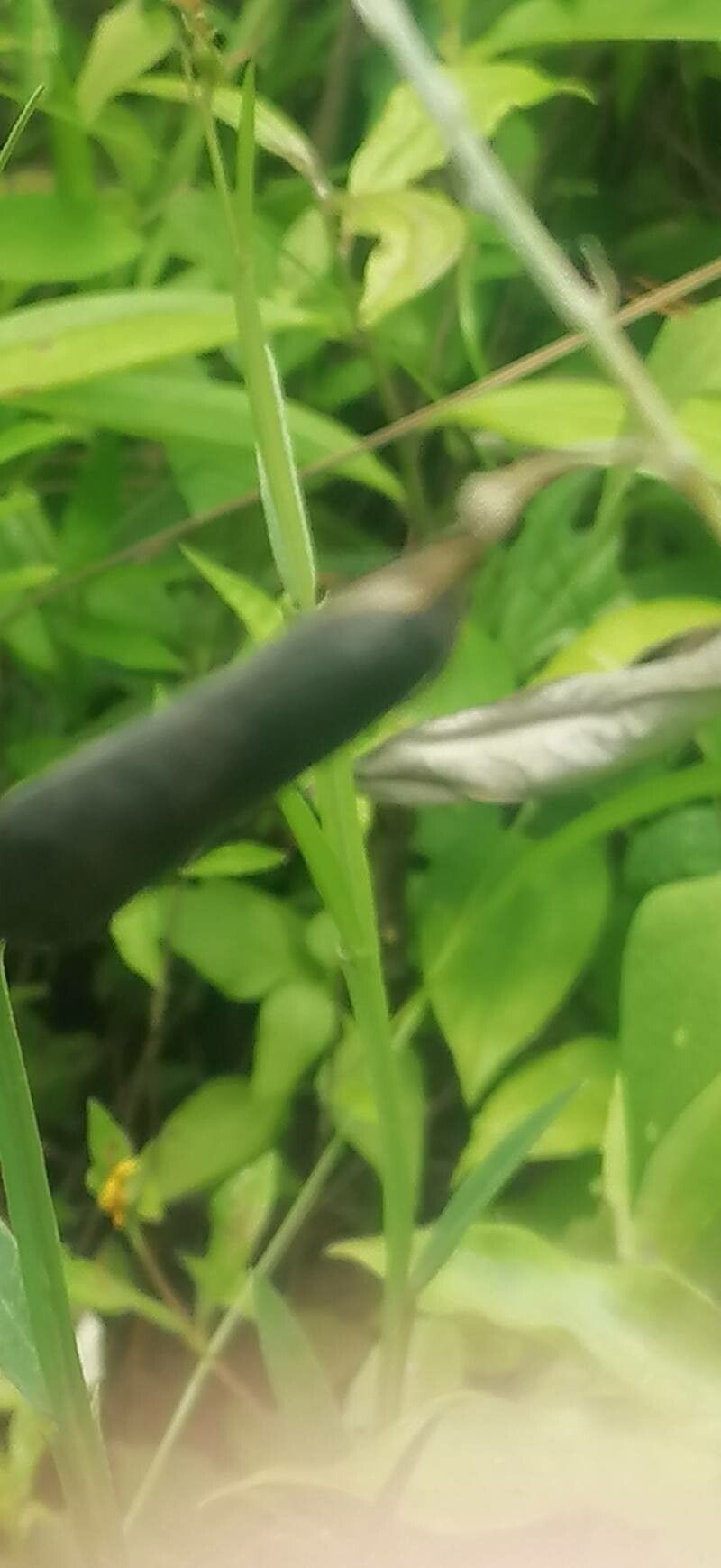 Crotalaria vitellina fruit
