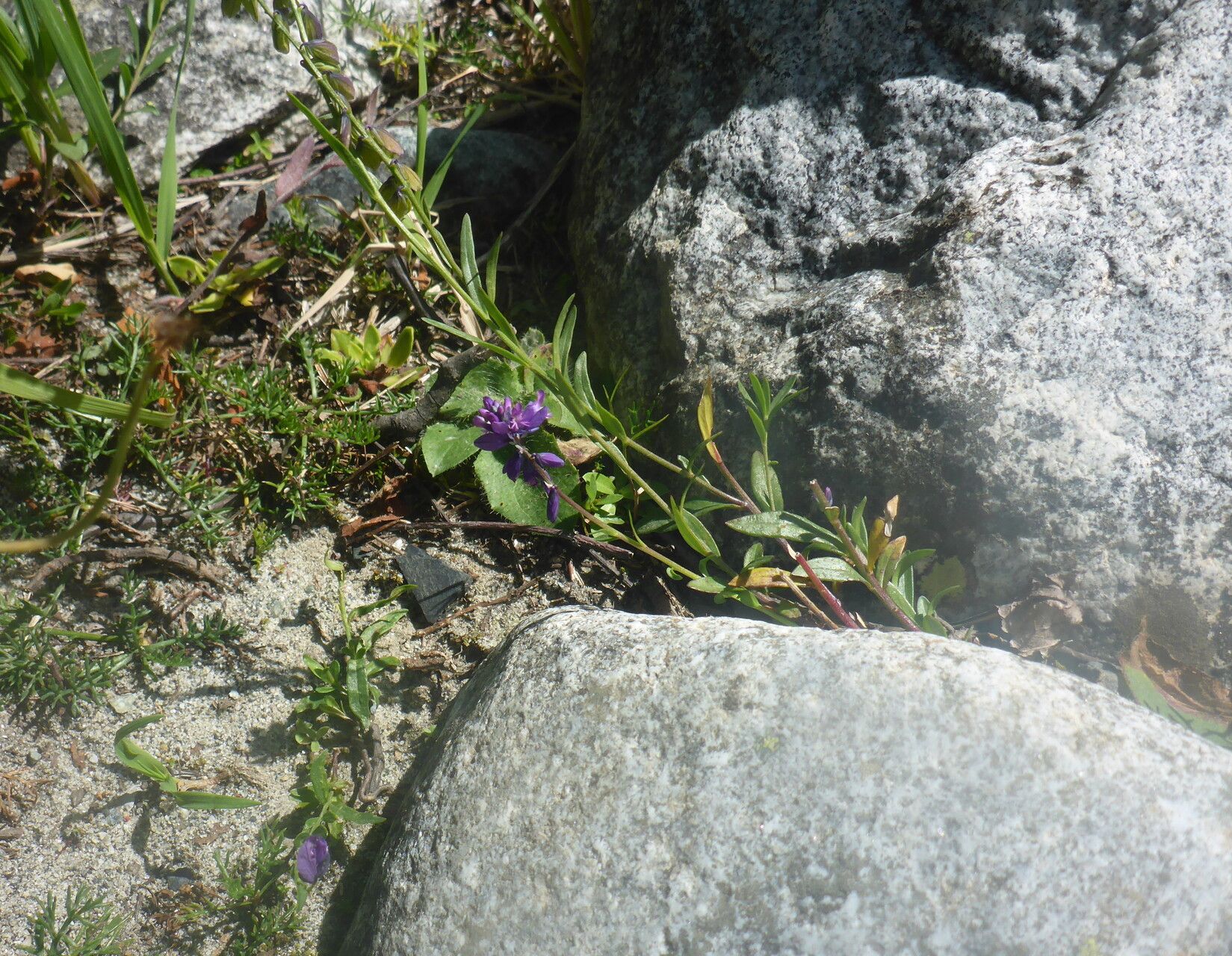 Polygala caucasica — search result for 'Polygala'