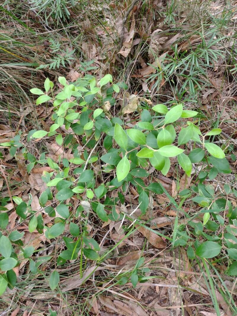 Persoonia laurina habit