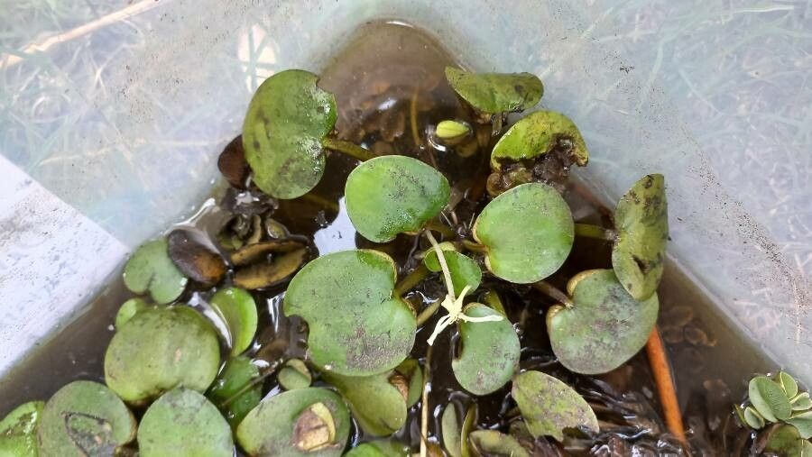 Limnobium laevigatum flower