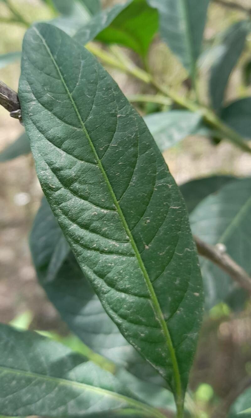 Solanum aligerum leaf