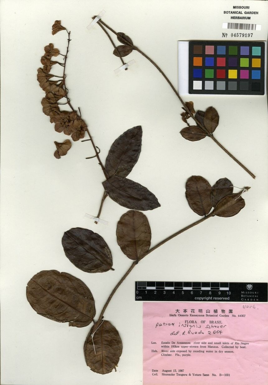 Petrea insignis — related species from the same genus