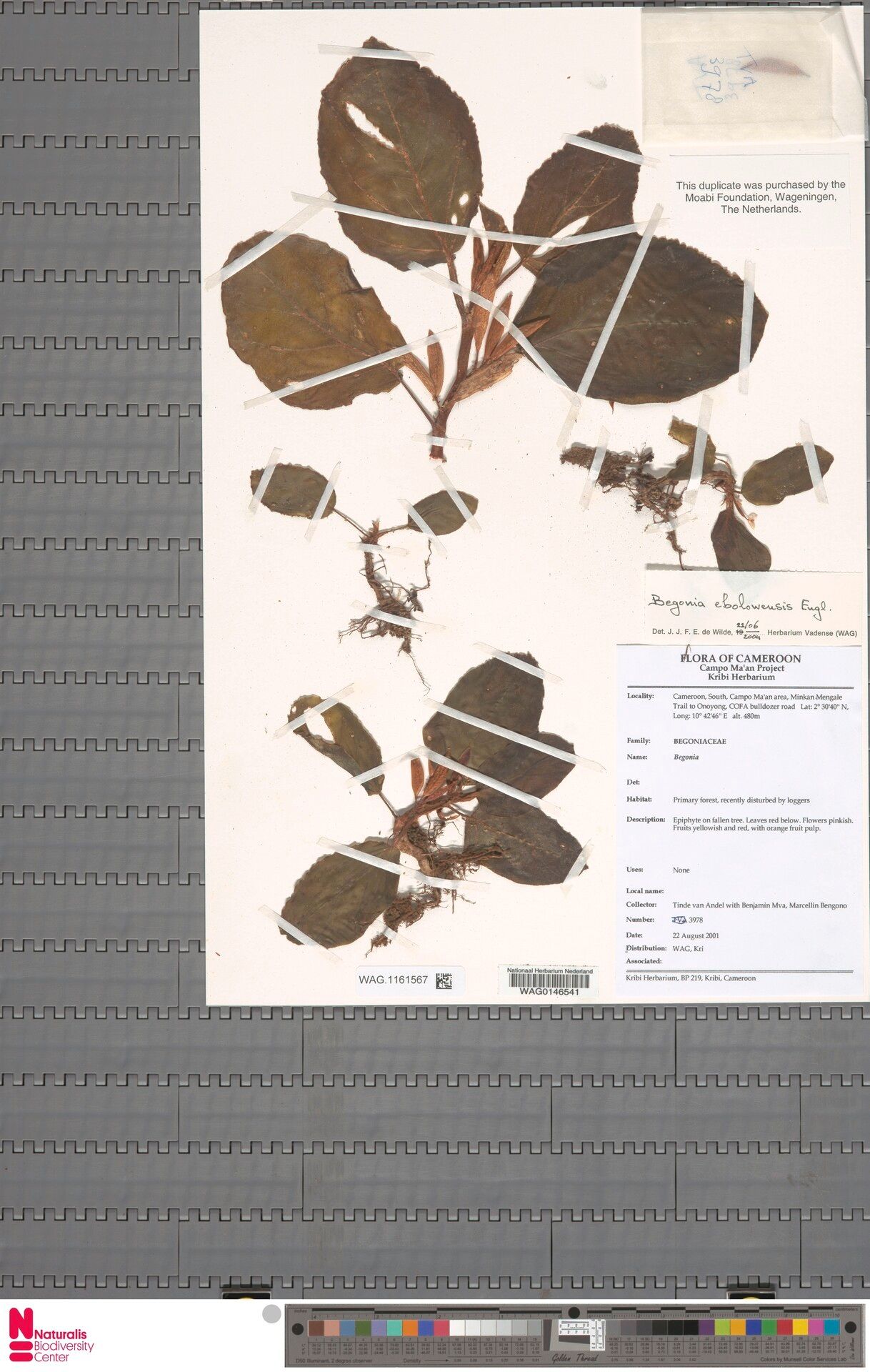 Begonia ebolowensis — houseplant care guide