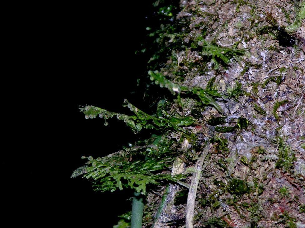 Polyphlebium diaphanum habit