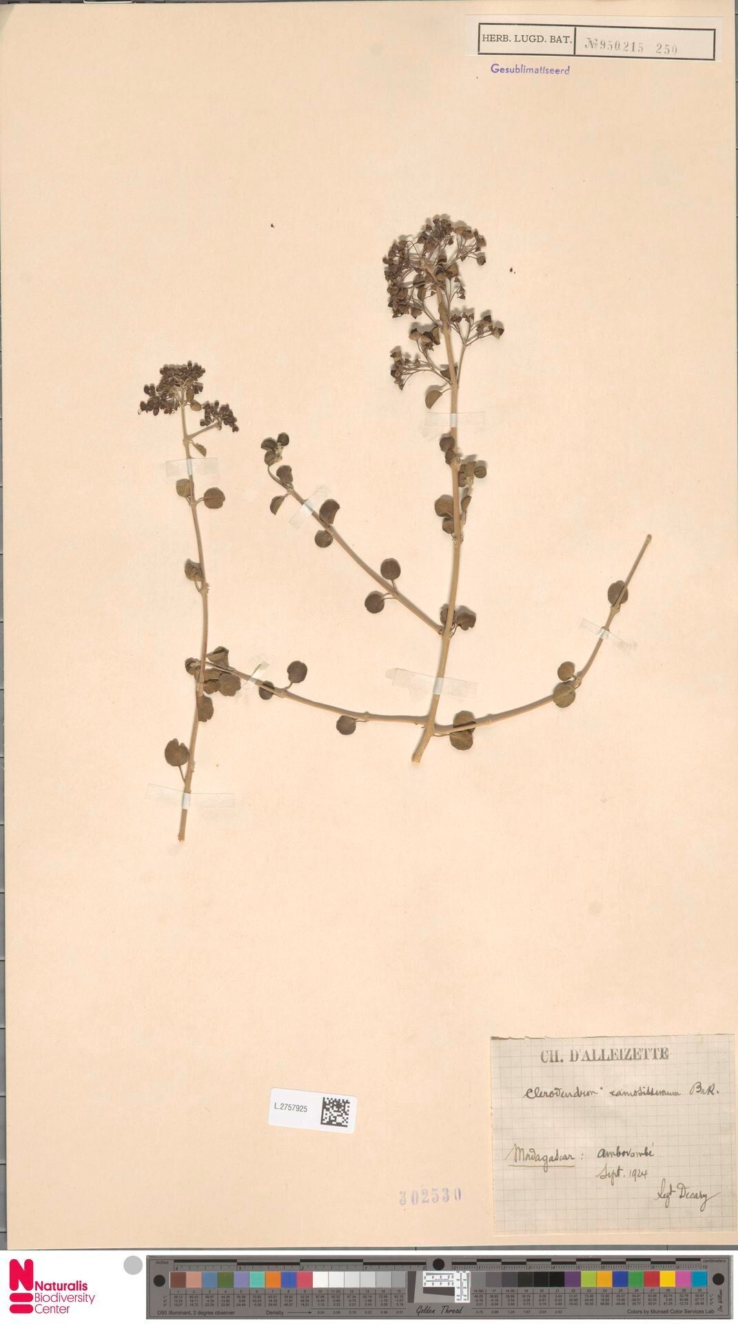 Clerodendrum ramosissimum — houseplant care guide