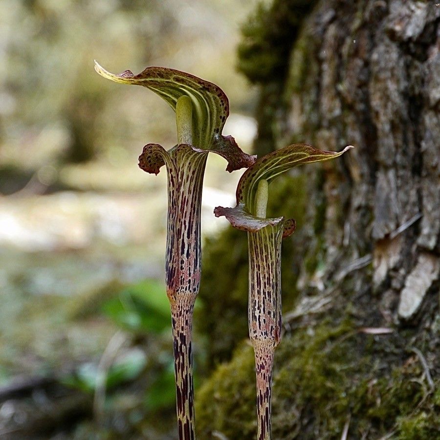 Arisaema speciosum flower