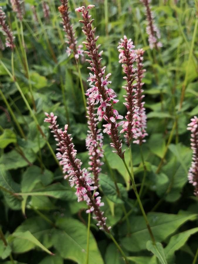 Persicaria amplexicaulis flower