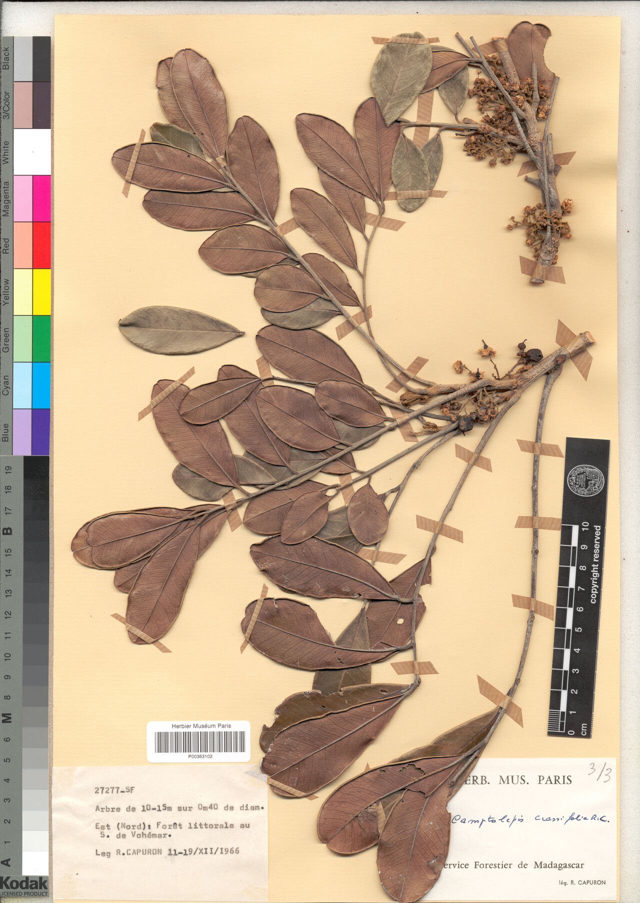 Camptolepis crassifolia — related species from the same genus