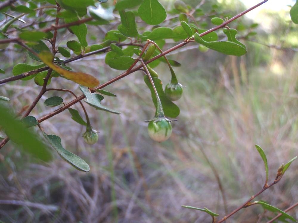 Solanum vaccinioides habit