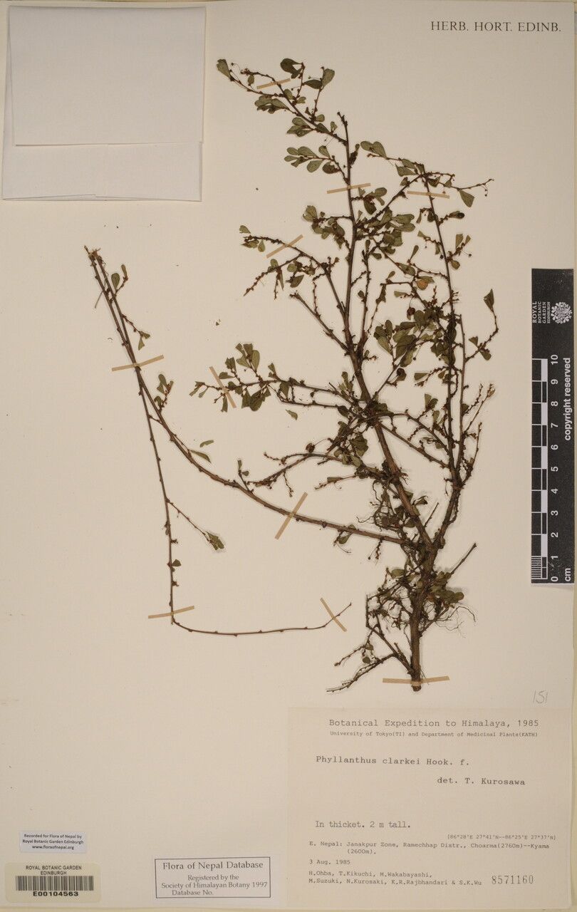 Phyllanthus clarkei other