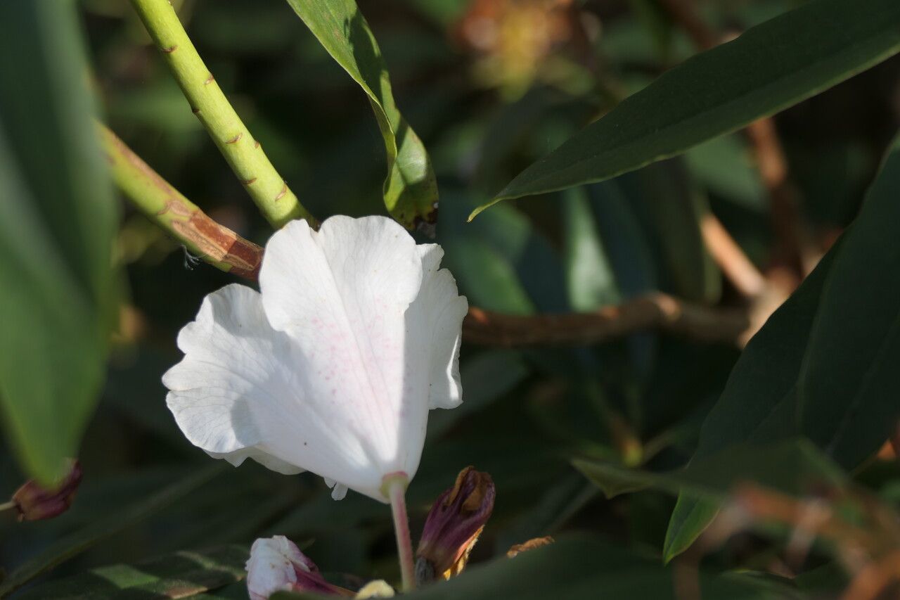 Rhododendron morii flower