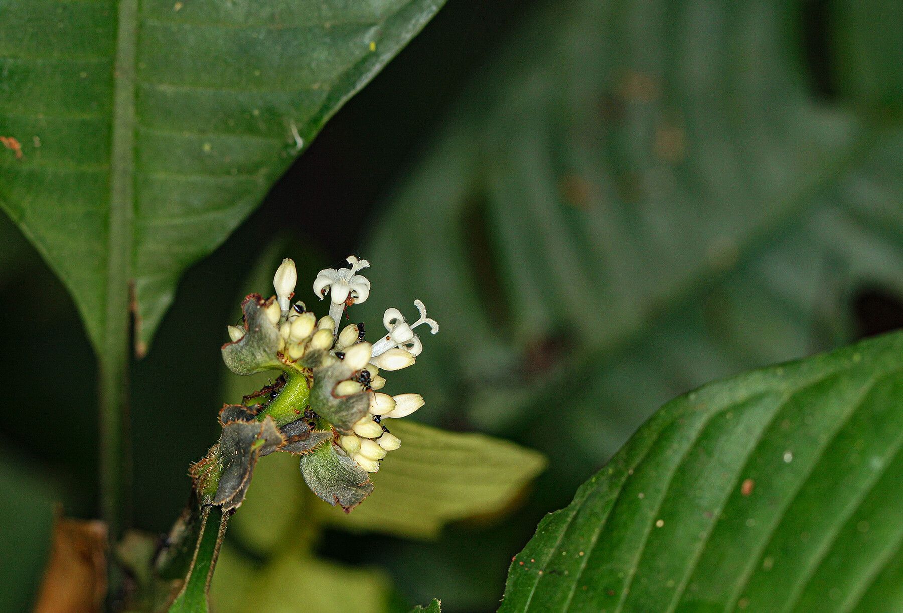 Psychotria ceratoloba — houseplant care guide