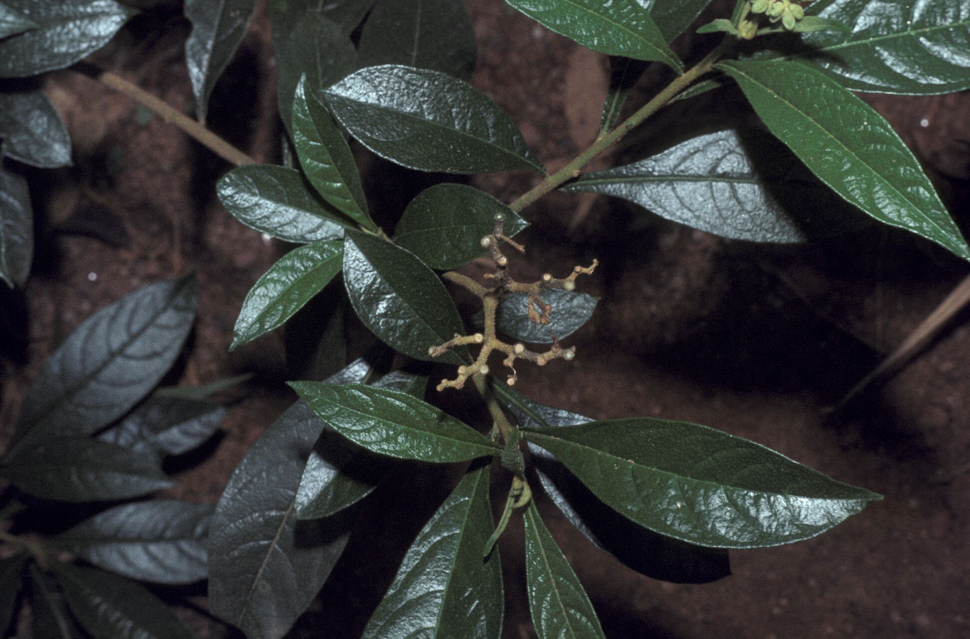 Solanum asperum — houseplant care guide