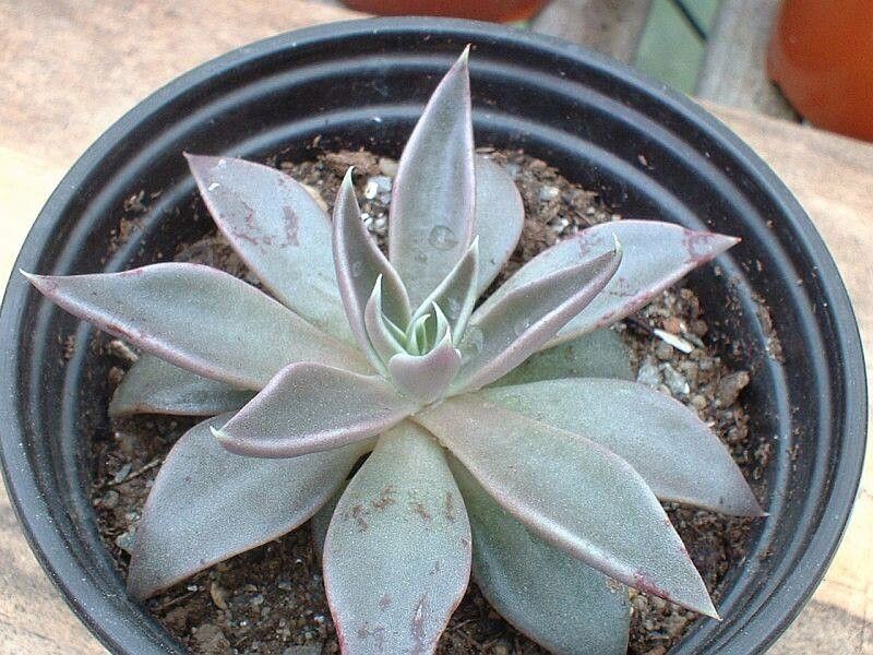 Echeveria bifida — search result for 'Echeveria'