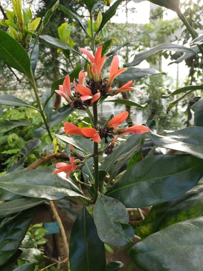 Alberta magna flower