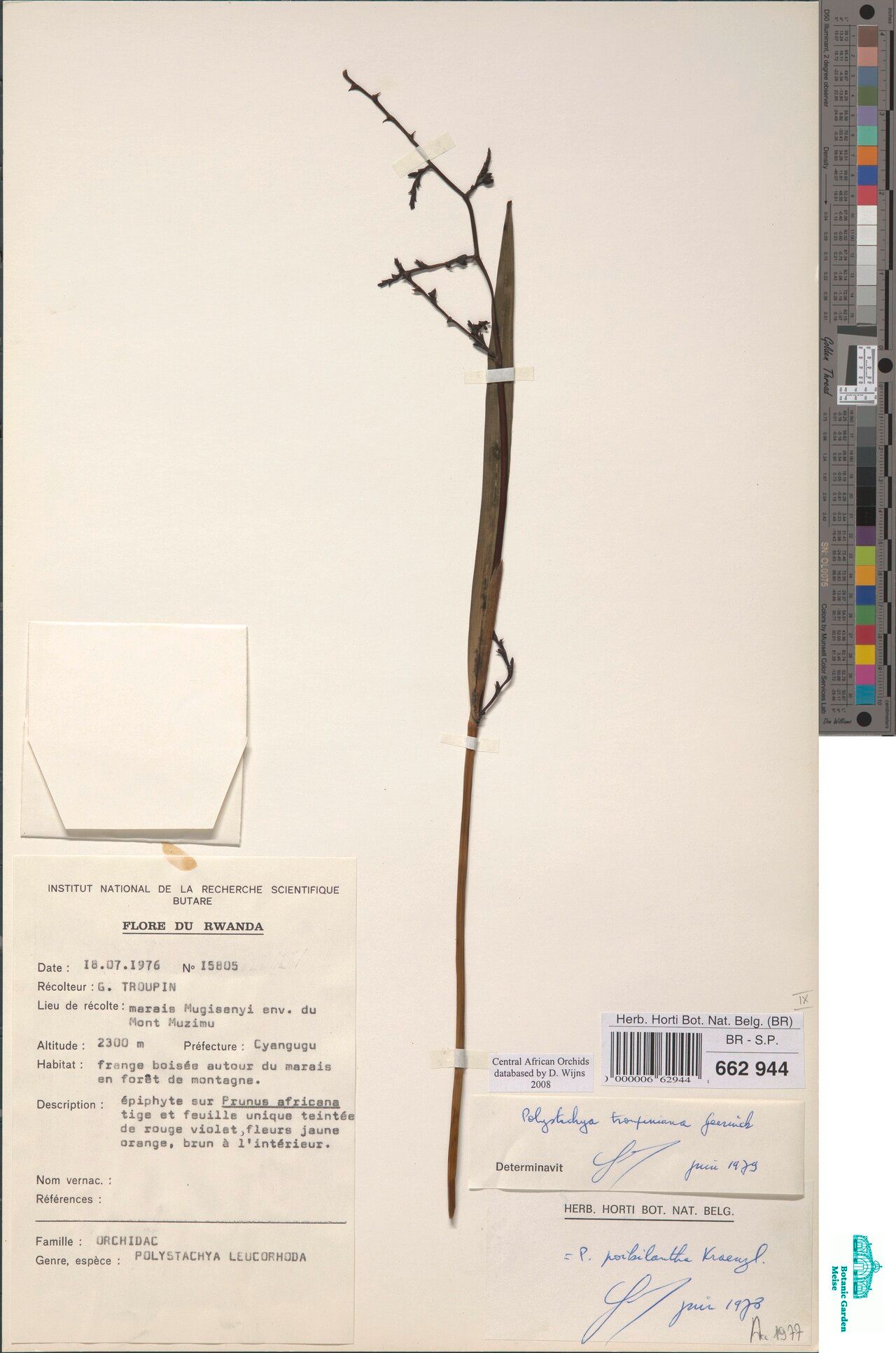 Polystachya troupiniana — houseplant care guide