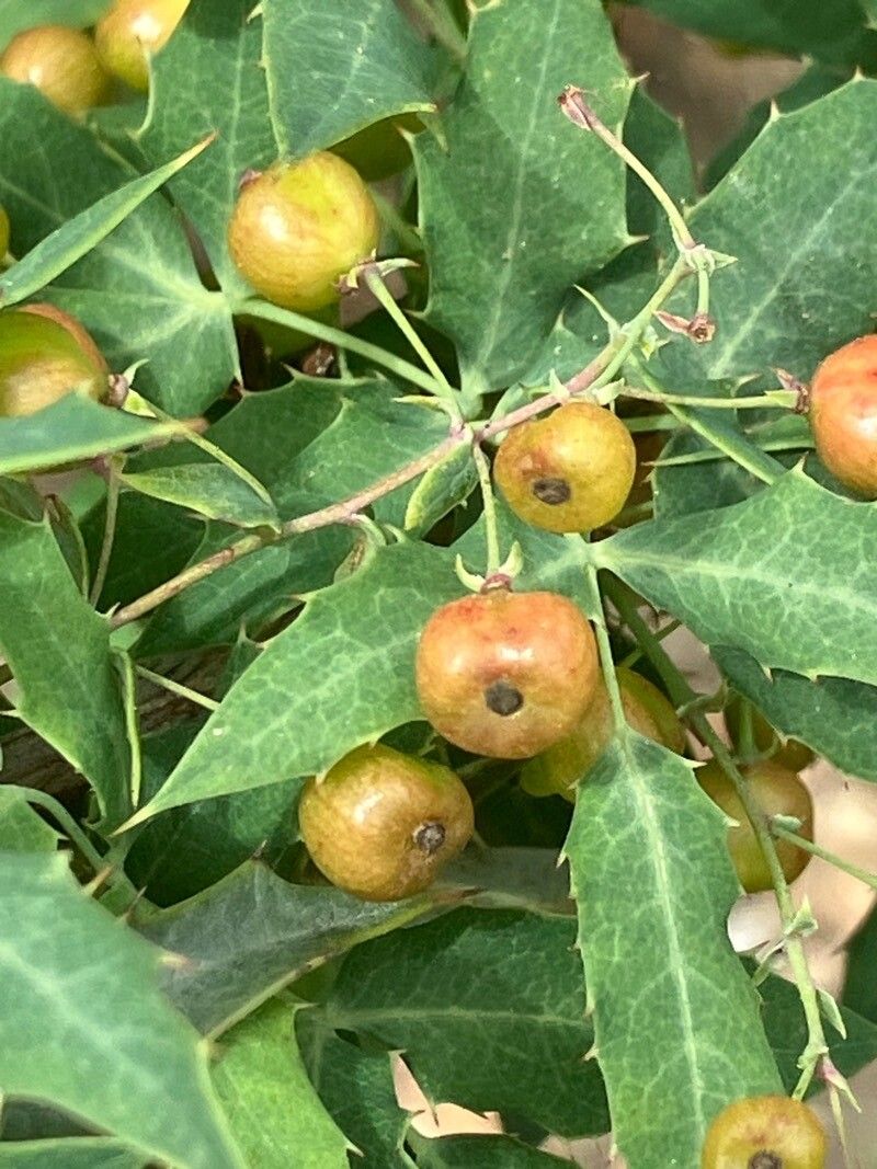 Berberis fremontii fruit