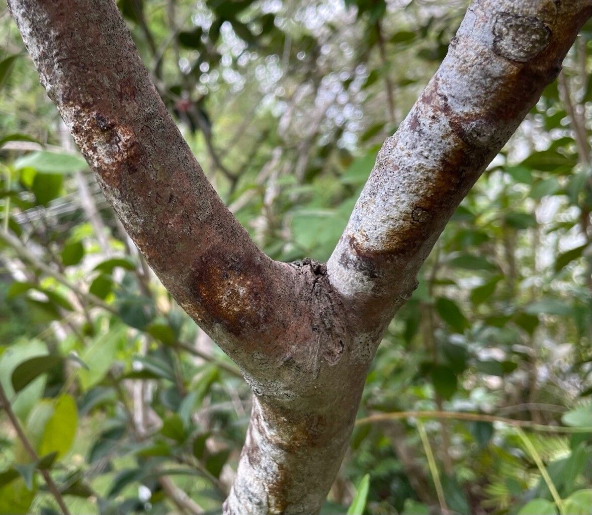 Allophylus cominia bark