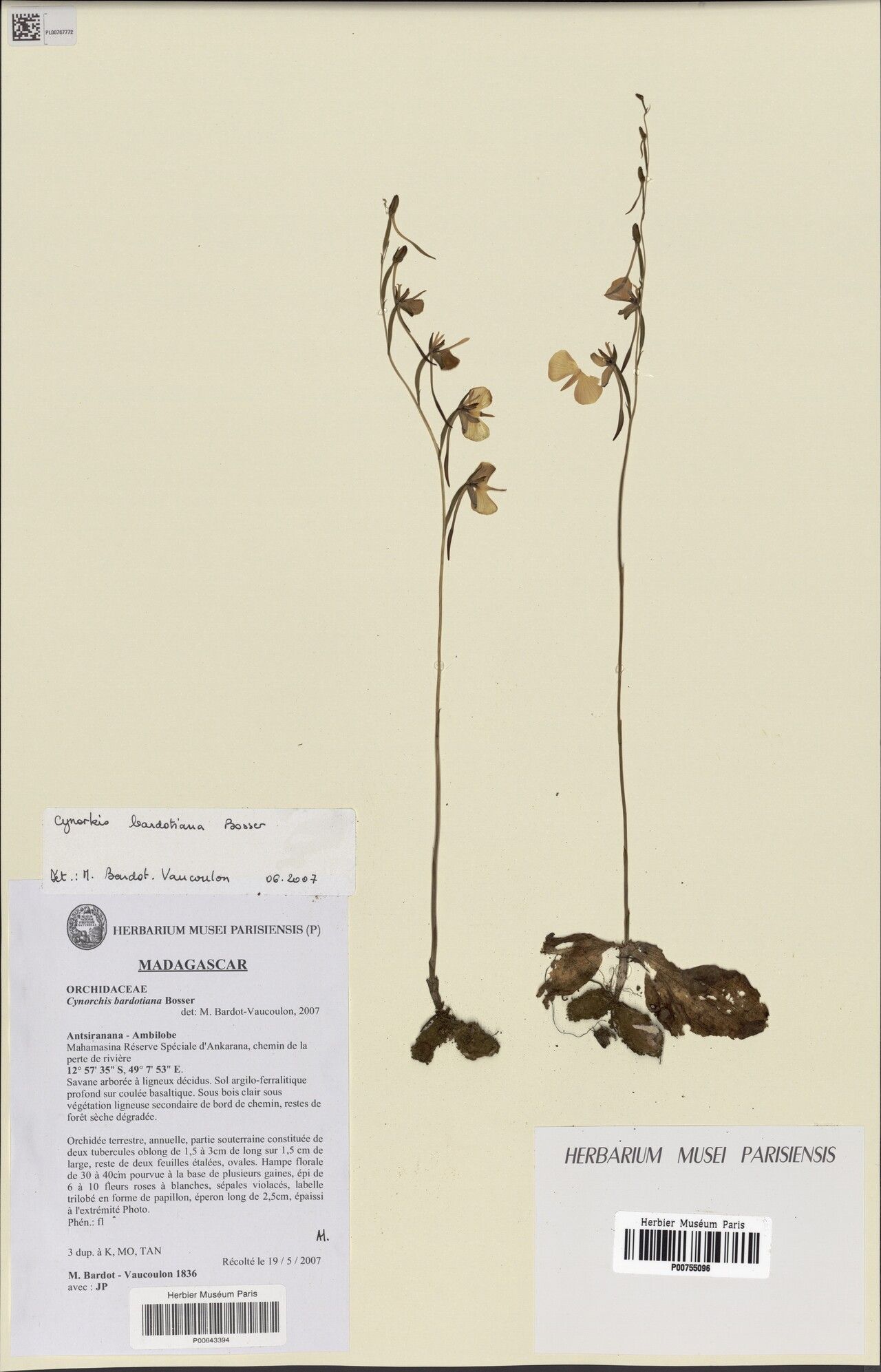 Cynorkis bardotiana — houseplant care guide