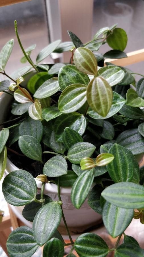 Peperomia quadrangularis leaf