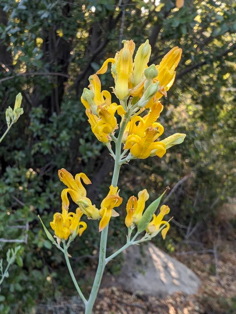 Ehrendorferia chrysantha flower