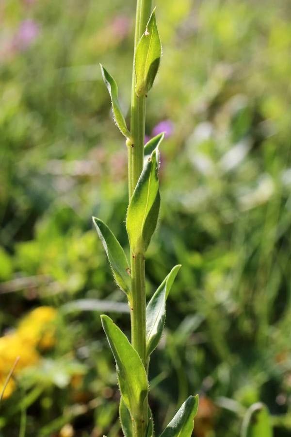 Linum capitatum — search result for 'Linum'