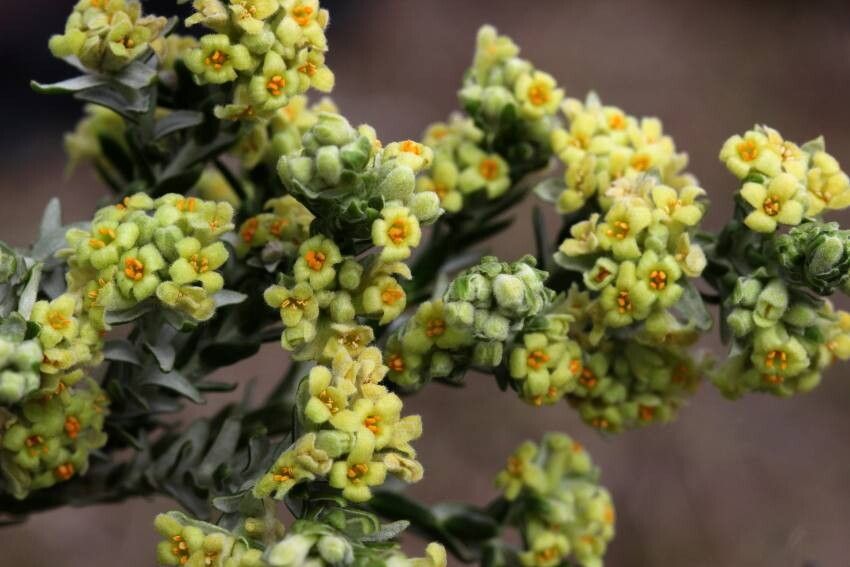 Thymelaea lythroides — houseplant care guide