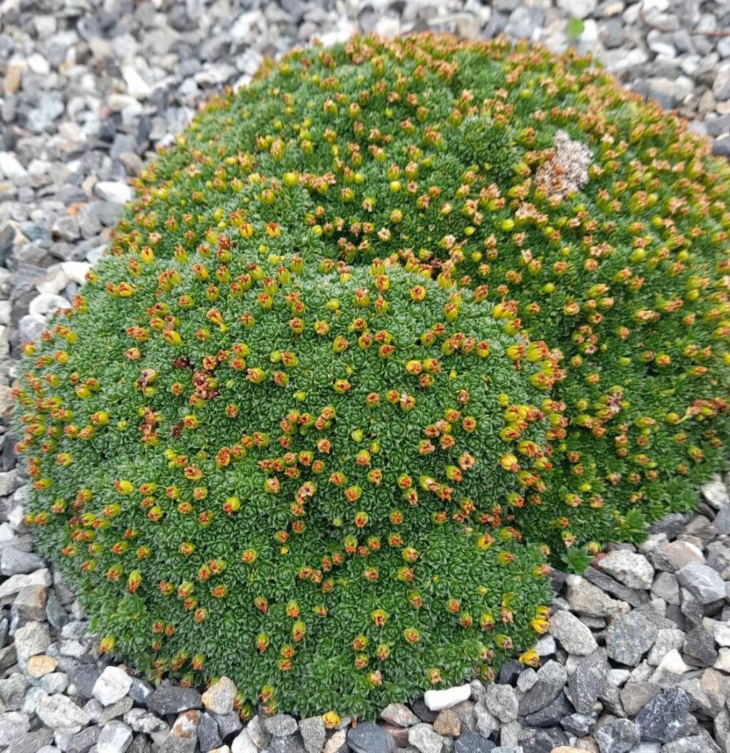 Androsace tanggulashanensis habit