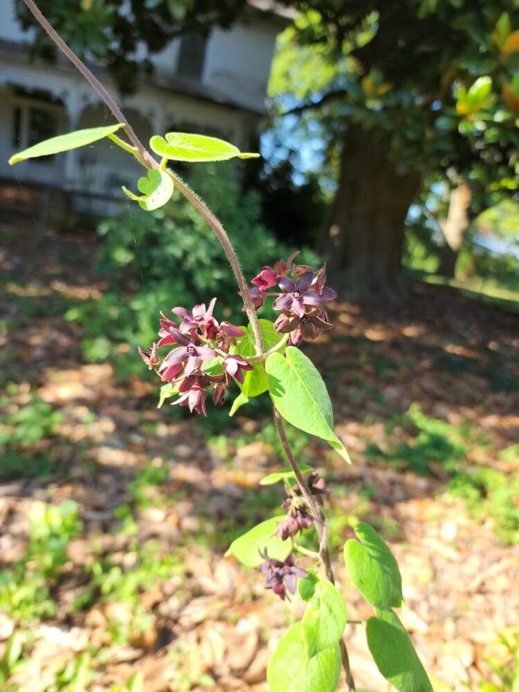 Matelea decipiens flower
