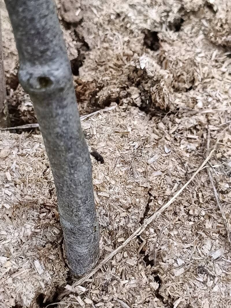 Cercocarpus betuloides bark