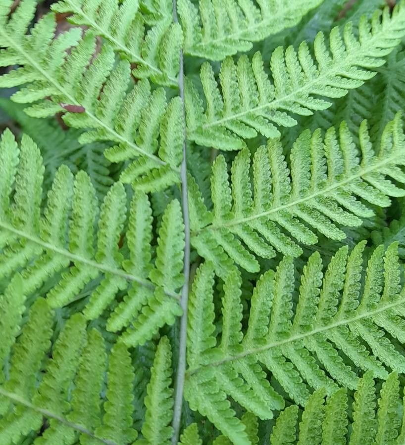 Macrothelypteris torresiana leaf