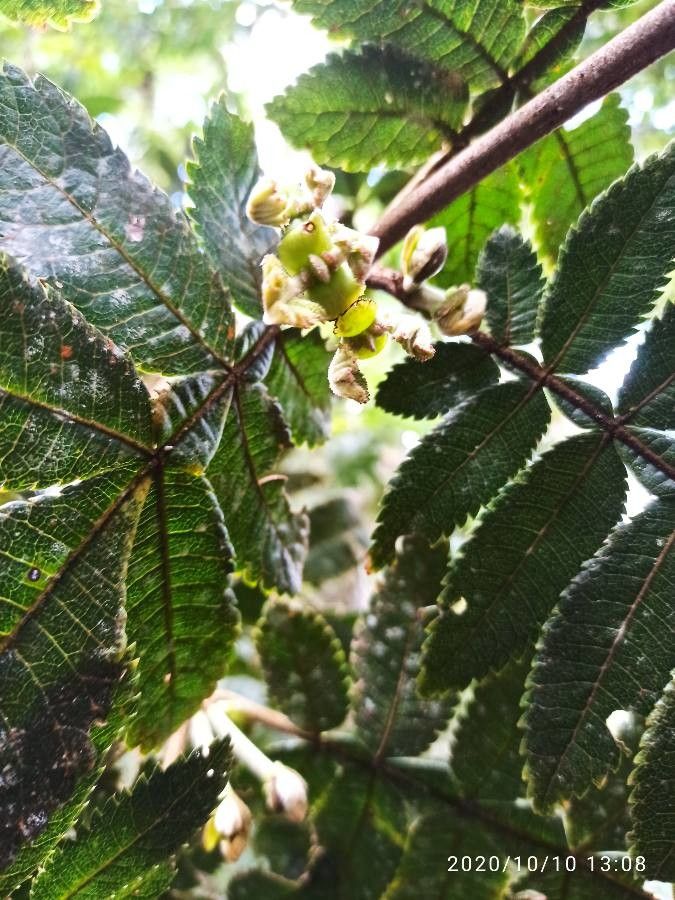 Davidsonia pruriens leaf