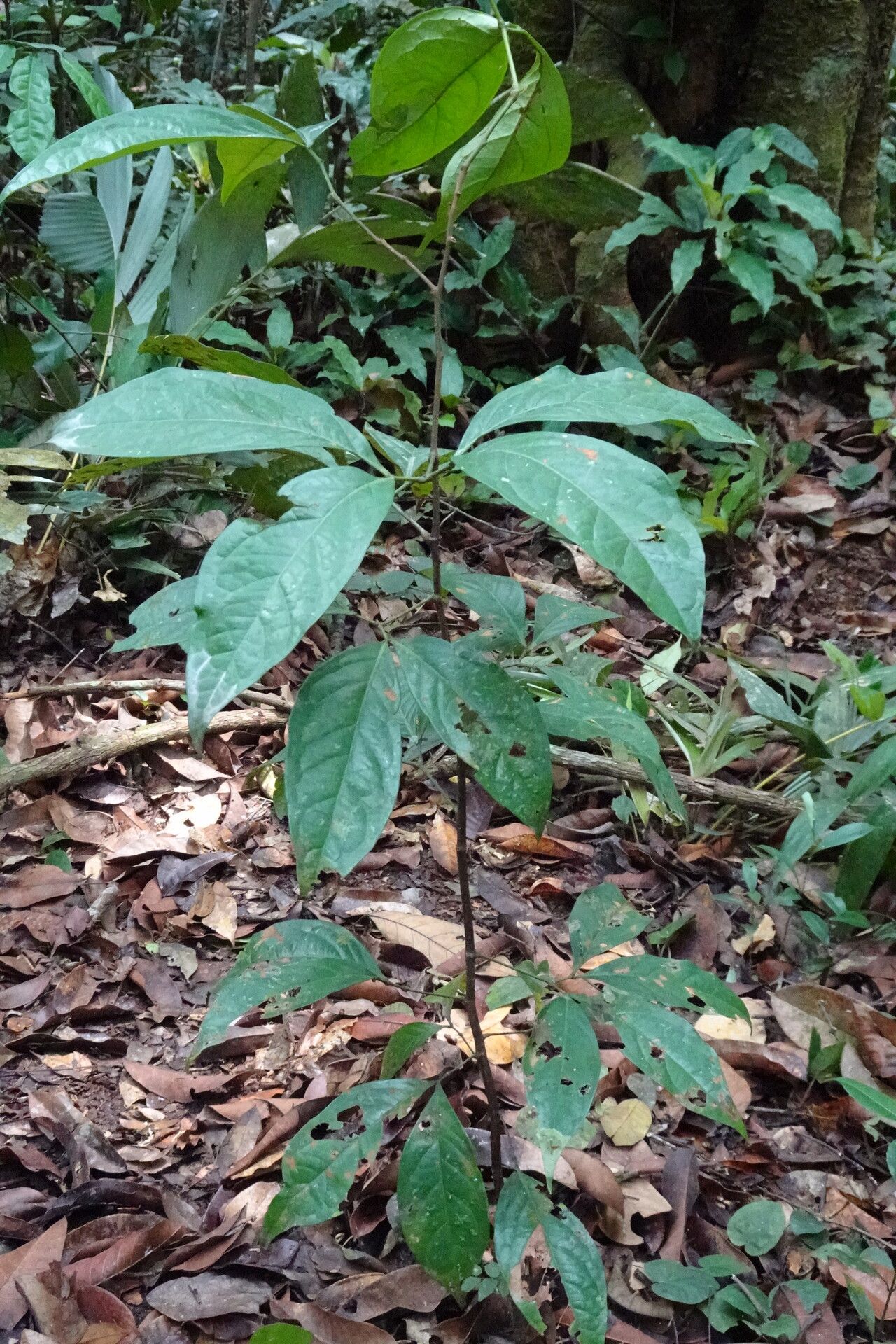 Newtonia duparquetiana habit