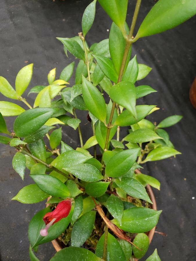 Aeschynanthus fulgens