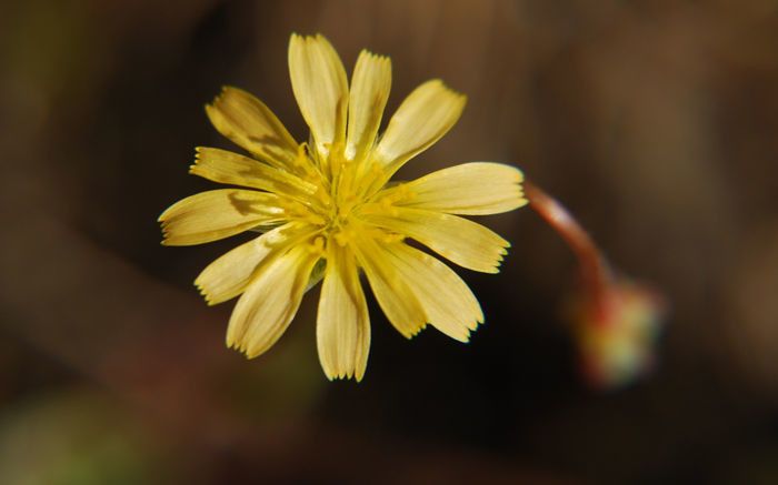 Microseris bigelovii — related species from the same genus