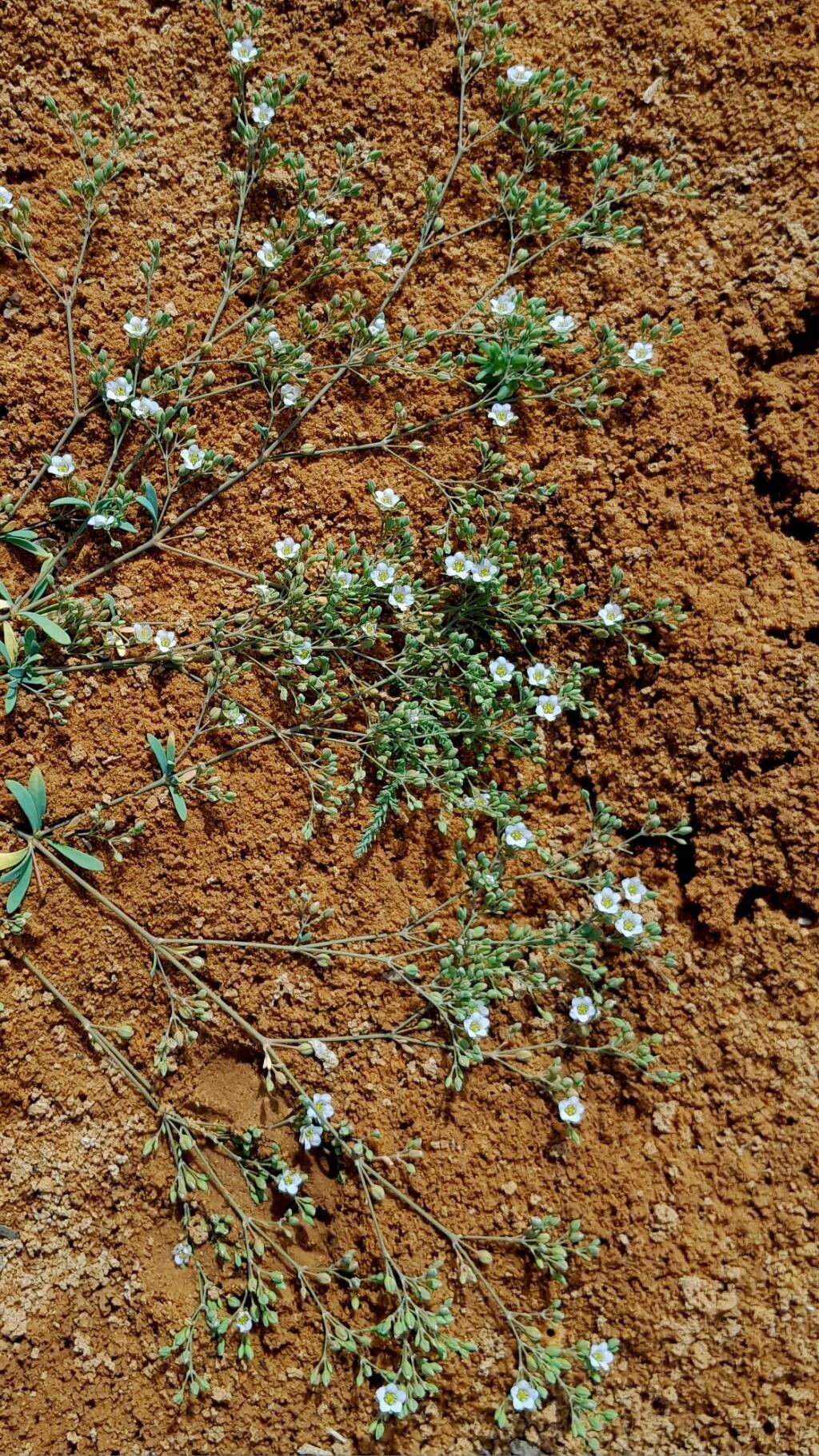 Polycarpaea robbairea habit