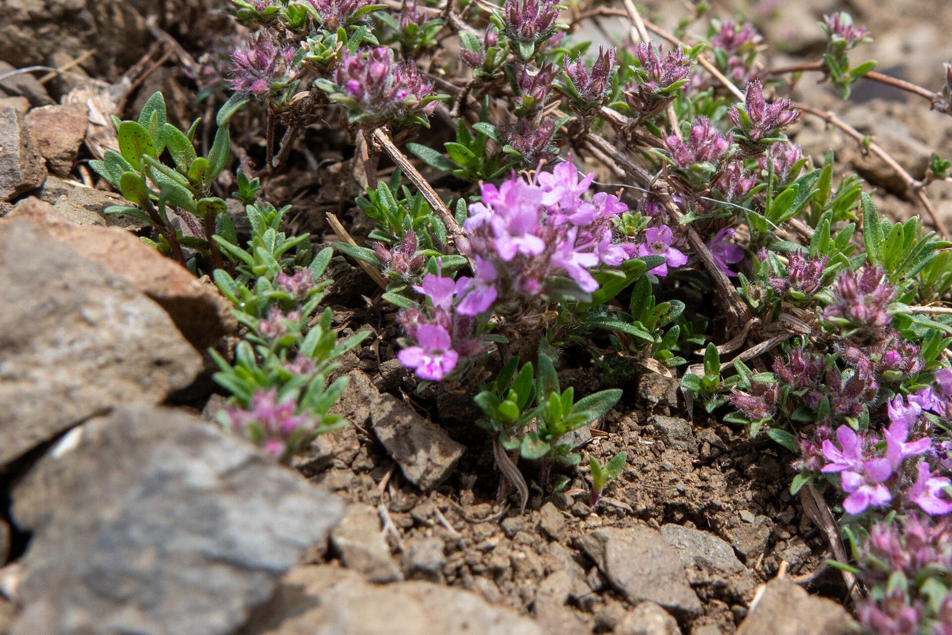 Thymus baicalensis — search result for 'Thymus'